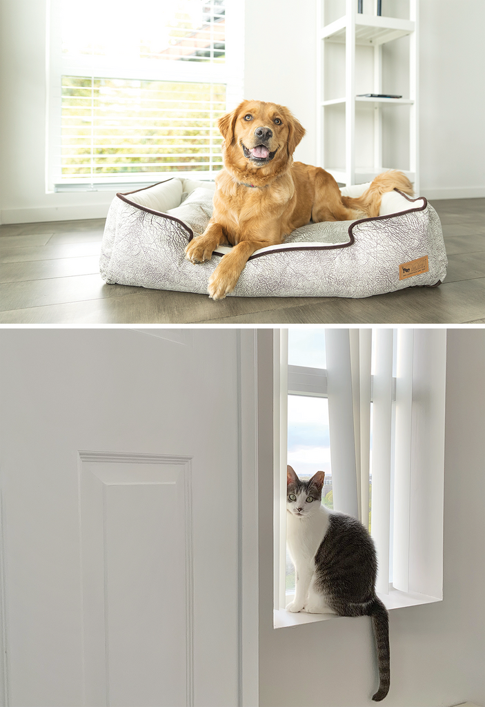 Dog in dog bed, cat on window sill, pet photography tips by Posh Pets 