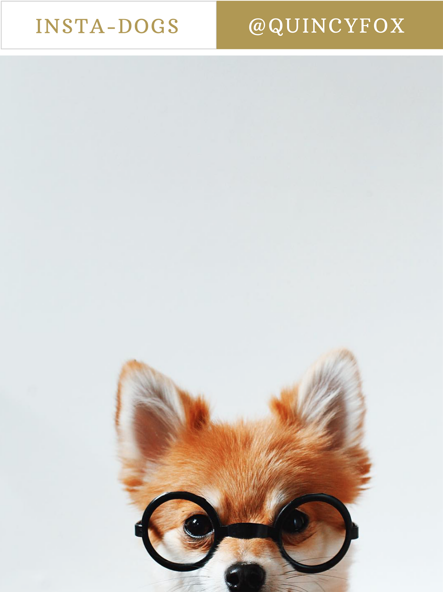 quincy fox