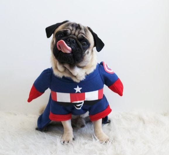 Holy The Pug