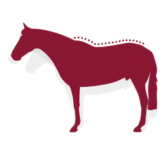 High Wither Horse Diagram