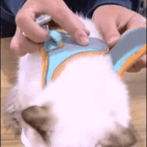 רתמת גוף מתכווננת בשילוב רצועה לכלבים