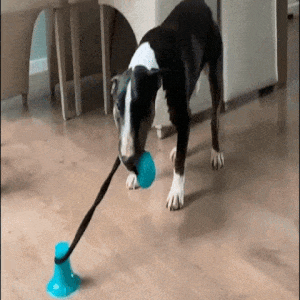 צעצוע כדור האכלה דנטלי לכלב