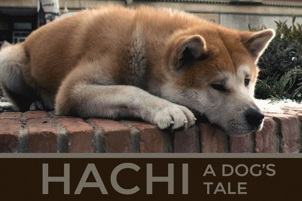 hachi a dogs tale (2009