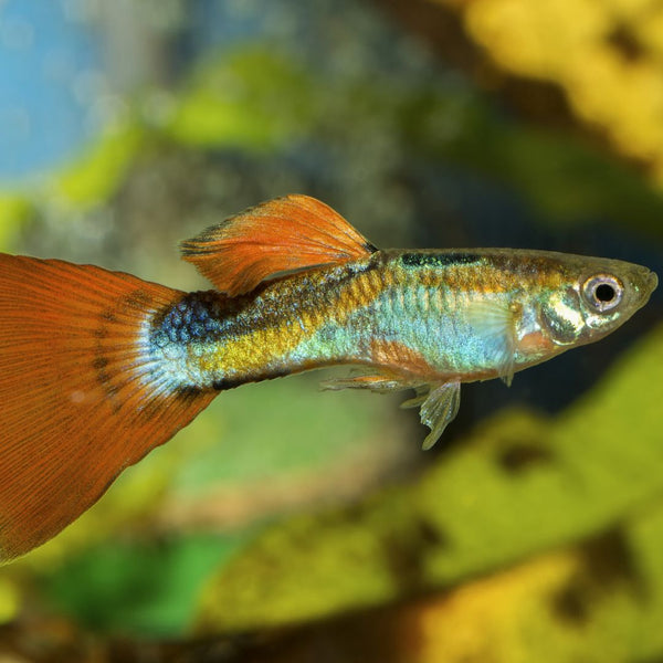 Orange guppy swimming