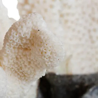 Blue Calcite Bottle Adorned with White Coral