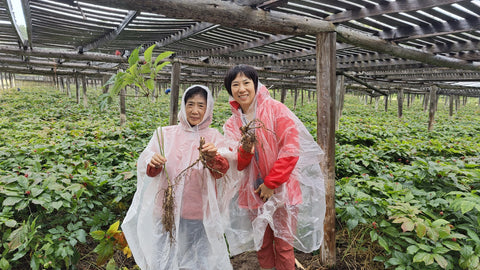 Harvesting American ginseng roots