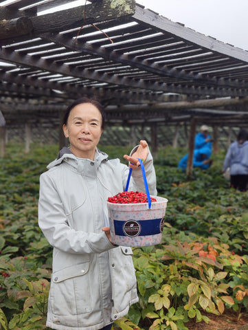 Woman holding bucket of American ginseng berries
