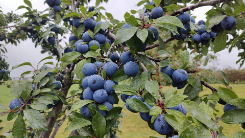 Purple Plums