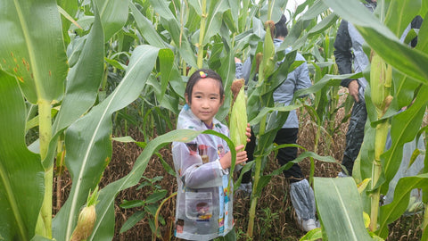 Girl breaking corn