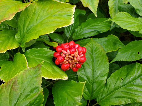 Ripe American Ginseng Berries