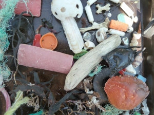 Beach finds for Art
