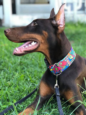 2" extra wide webbing dog collar.