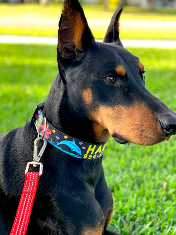 Doberman wearing a personalized collar with his name Harley and his phone number on a black collar with jumping dolphines and palm trees.