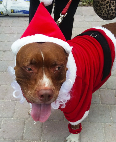 wagadoodledog collars key west pet parade of paws