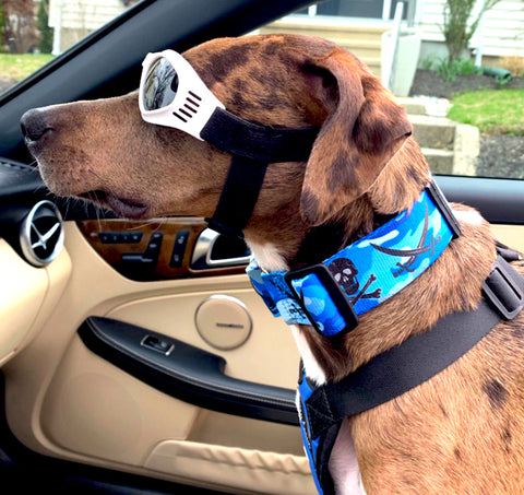Dog wearing goggle and an extra wide blue Camo Personalized Dog Collar