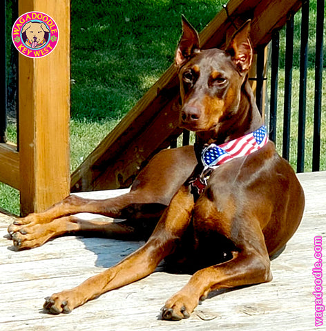 Personalized custom extrawide dog collar with the pet's name and phone number on an american flag worn by a doberman dog.