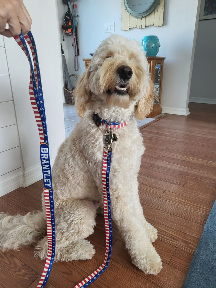 Indianapolis Colts Dog Leash