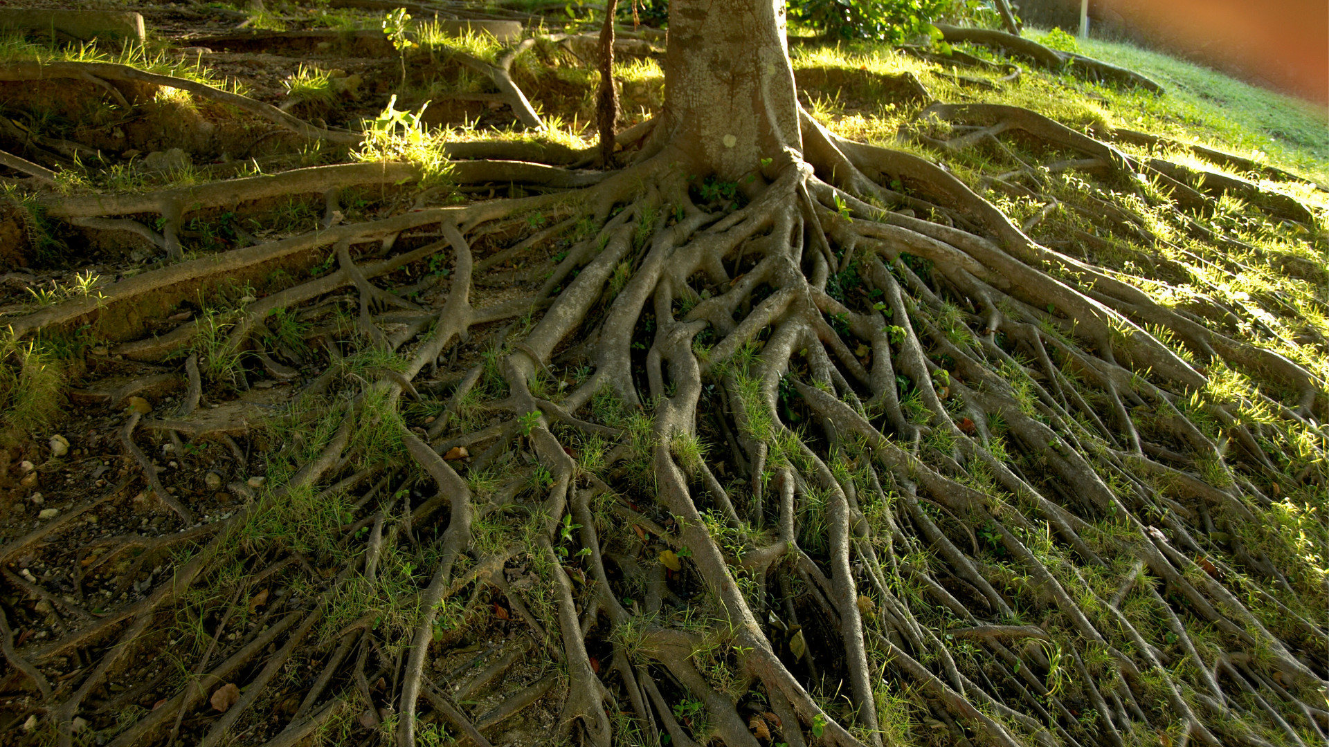 Root source. Raizes. Roots. Rooted.