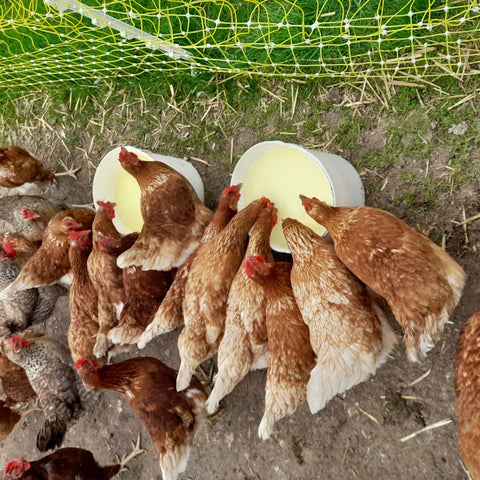 chickens eating whey from cheese making