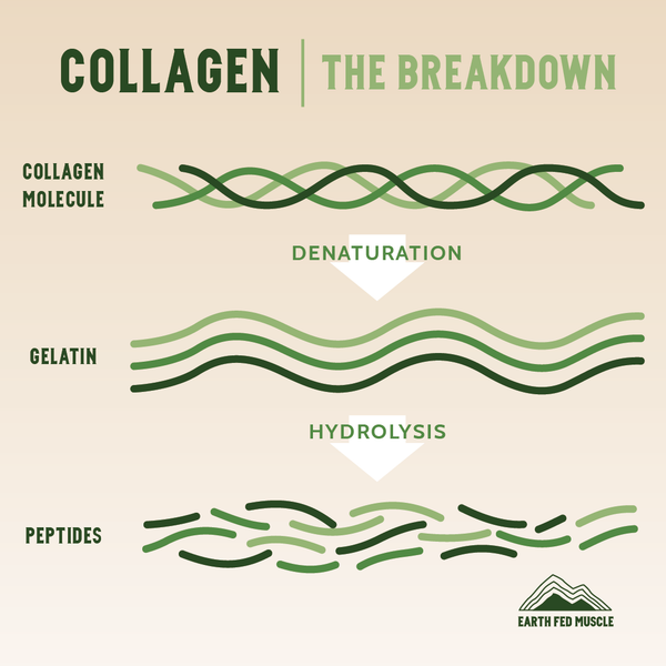 Earth Fed Muscle, Keystone Collagen, Collagen Peptides, Hydrolyzed Collagen, Understanding Collagen