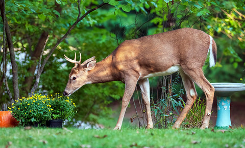 Deer eating flowers