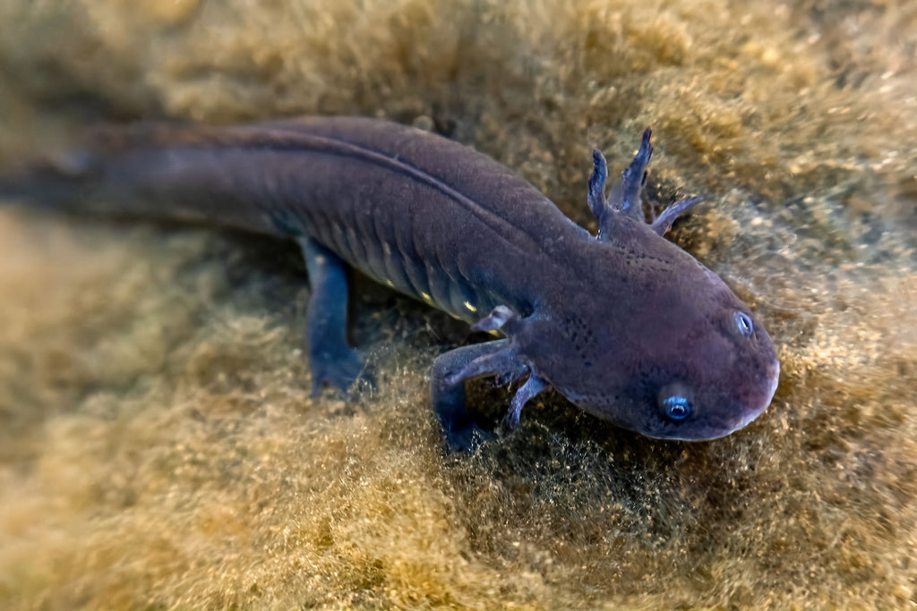 Haltung und Schutz des Axolotl
