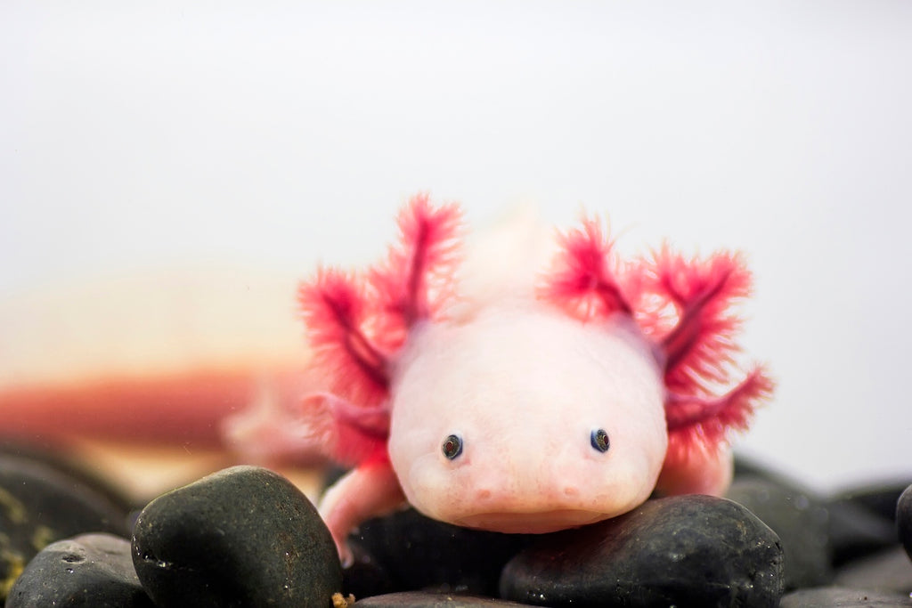 Axolotl Herkunft