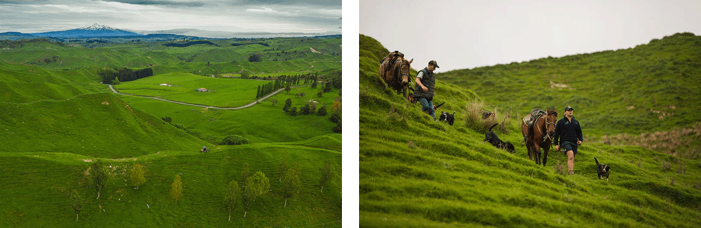 Ruanui Station Farm in Taihape NZ