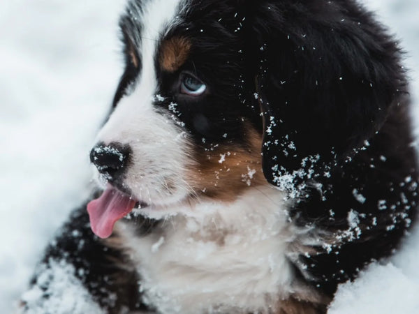 chien manteau hiver canada