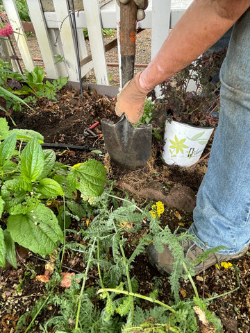 Cut back the lower third of roots with a spade or knife