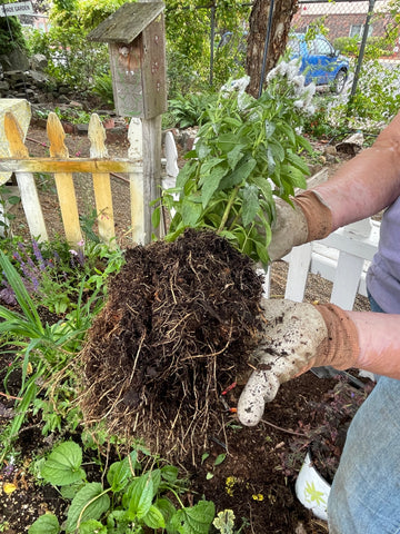 Showing root ball after cutting