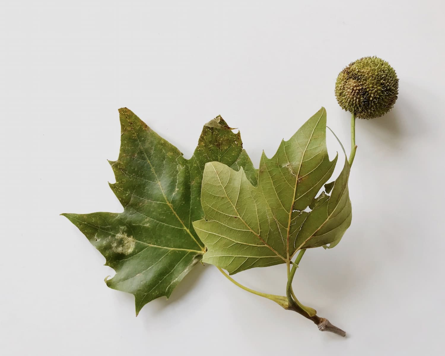 london plane tree leaves and seed pod