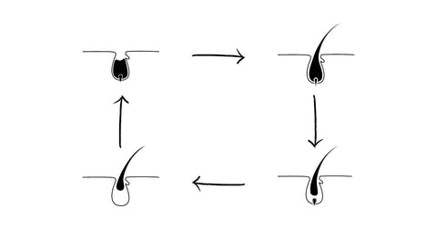 lash cycle