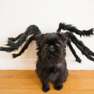 alwaysdwellTM - Halloween Pets Spider Costume! - alwaysdwell