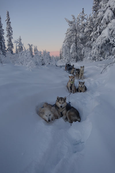 Twins That Travel at Supernomad - Huskies in the Snow in Arctic Sweden