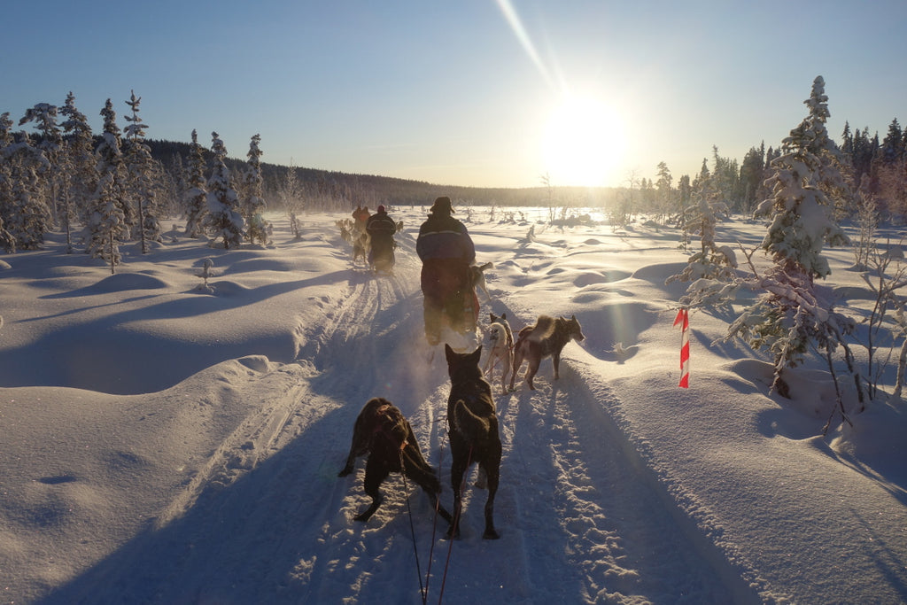 Twins That Travel at Supernomad - Dog Sledding in Arctic Sweden