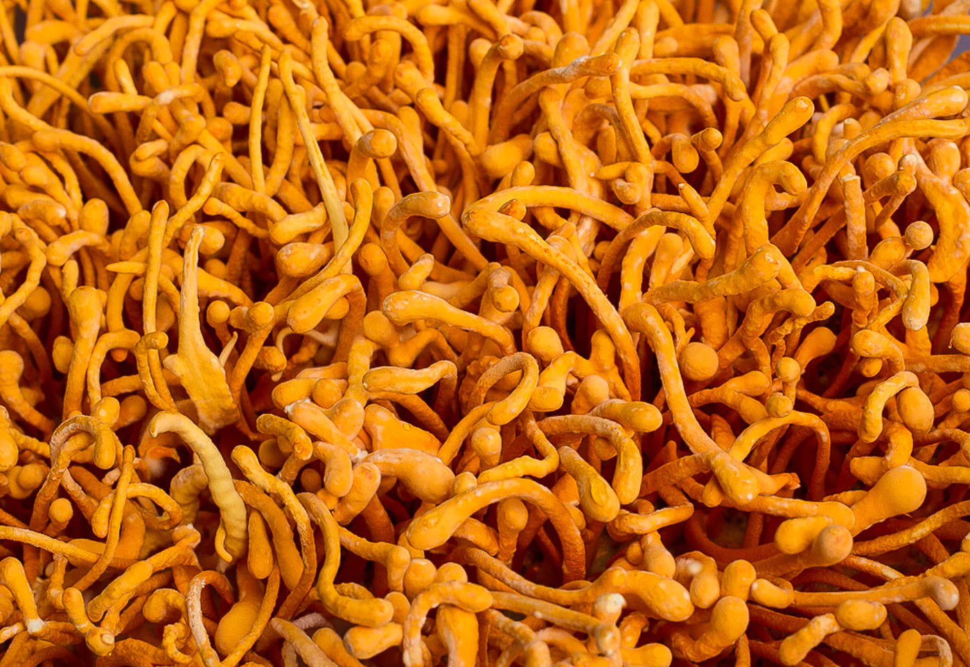 Cordyceps_2_1400x.webp__PID:365a4a32-c451-4e48-8eb4-351d6e5ccfbf