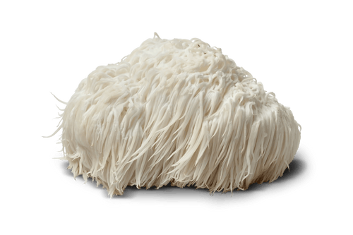 lions mane.png__PID:17cc3df5-a020-440d-b1e9-17352567aa33