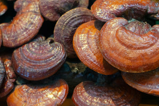 red-reishi-1024x683.jpeg__PID:b4351d6e-5ccf-4f1f-80c5-b12258062100