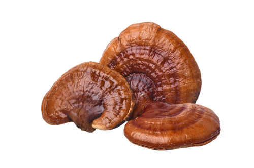 reishi1(1).png__PID:5d499bd6-b746-422b-ad52-4bf8ae915214