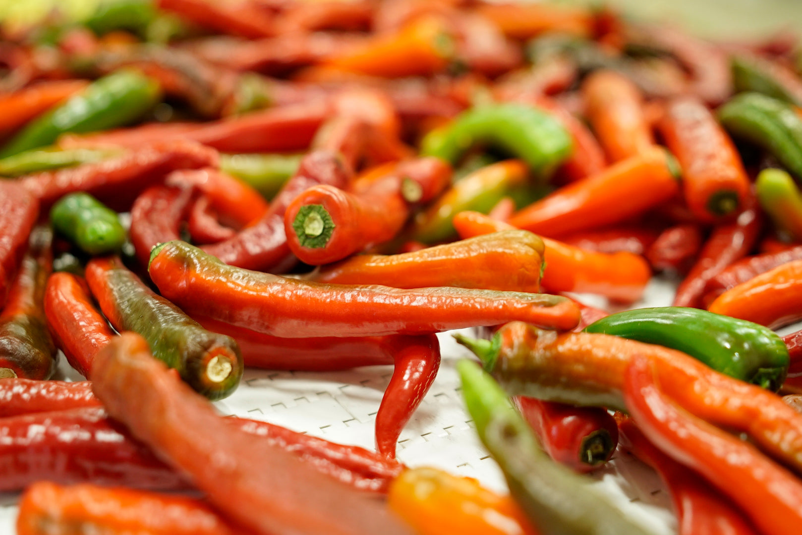 Close-up of red, orange, and green peppers on the production belt at Colombina' candy manufacturers plant