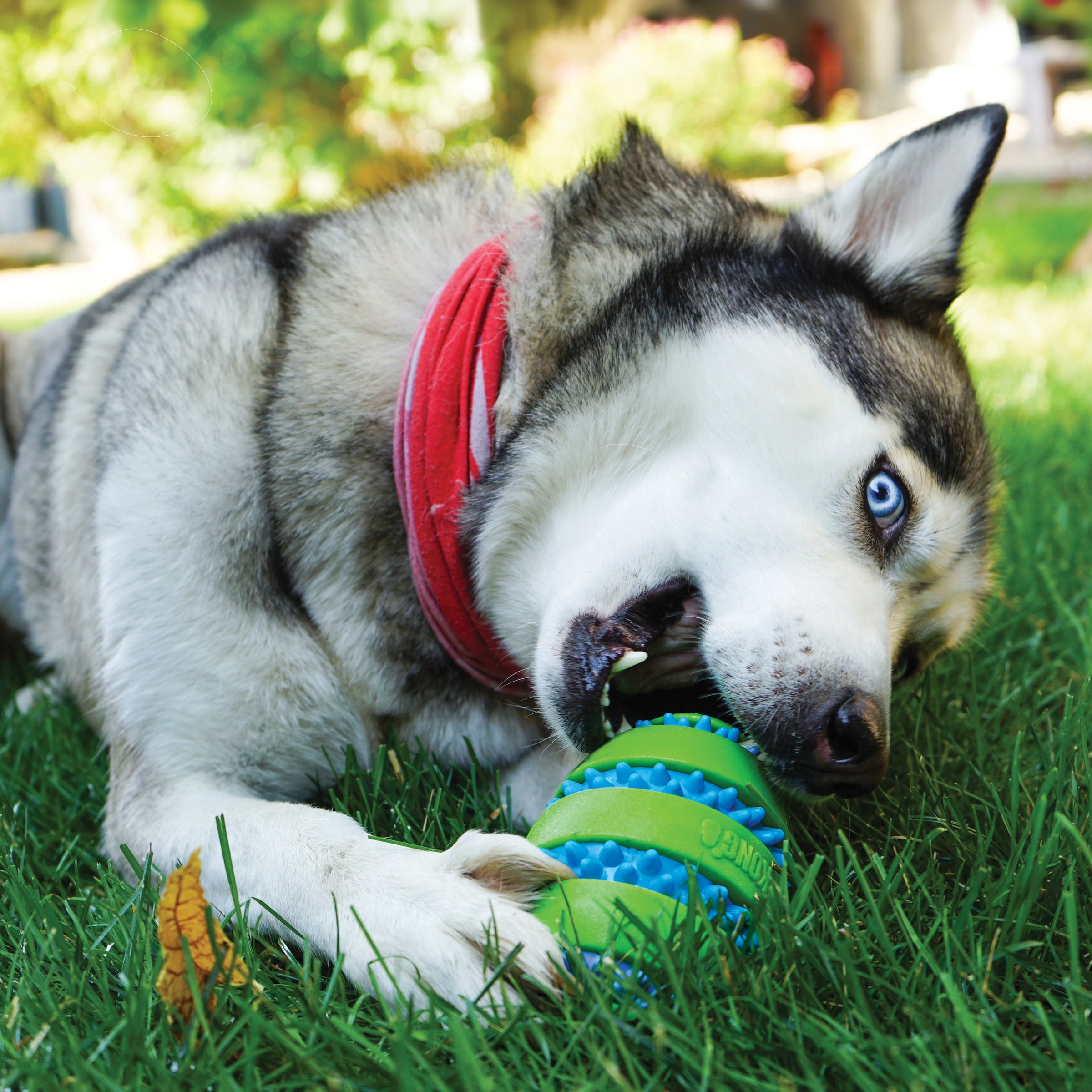 Se Imazo - Kong Squeez Goomz Ball M Ø6,5cm Hundelegetøj - Dog Toys hos Petpower.dk