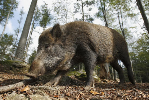 wild hogs boars hunting