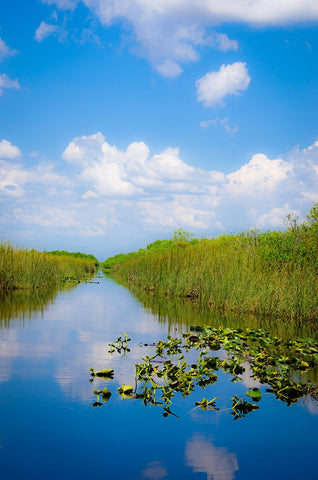 everglades