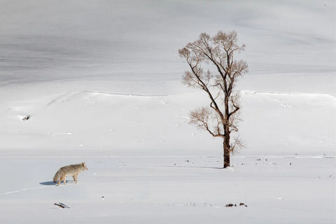 coyote in snow