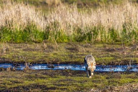 coyote in puddle