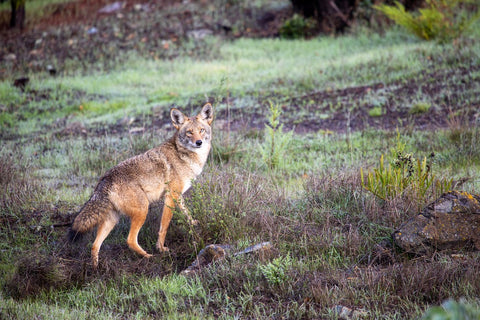 coyote standing in grass and looking at camera