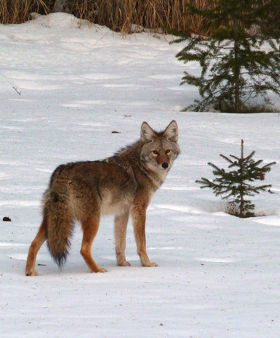 coyote standing in snow