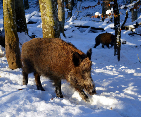 feral swine in the snow