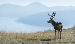 mule tail medium Identifying the Differences Between Mule & Whitetail Deer Blog 27 Dec, 2017 Posted By: Austin Weber If you are new to the great outdoors and or hunting it can sometimes be difficult to distinguish between certain species. Take for example the Whitetail and Mule deer. At face value they have similar characteristics, perhaps the most common similarity is their physical makeup. Both deer are similar in stature standing roughly 3 to 3-1/3 feet off the ground. For a beginner based on height alone it would not be easy to distinguish one between the other. With weight being similar, as well as both males having antlers it doesn’t make it any easier for someone to pinpoint which is which. The Mule and Whitetail deer also have similar brown coats making it even that much more difficult for a new hunter. If hunting it is absolutely essential that one can distinguish between the Whitetail and Mule deer to ensure a mistake is not made and the wrong species is taken without the proper tag. Now whereas Whitetails can be found in almost all of North America the Mule deer tends to be found in fewer areas and are predominantly spotted in Western North America.   To help identify a Whitetail from a Mule deer there are some key attributes to look for on the animal. These features are the main recognizable differences between the two mammals: Facial features Antler Shape Rear (tail) Ear Size   Facial Features Mule deer have a distinct patch of white from their eyes to their nose that is lighter than the rest of their coat. When looking at a Whitetail’s face you will see that their entire face is similar to the rest of their coat. Around the Whitetail’s nose you will find some white, but not as much as found on the Mule deer. The facial distinction is perhaps one of the easiest and most recognizable tools to use in differentiating the two.              Antler Shape Though both species have antlers that they shed and regrow each year there are some differences between the two. Mule deer antlers have more of a fork look to them. They have a main beam split that goes in two directions and as they grow they continue to fork. A Whitetail’s antlers do not fork; they have one main beam rather where other tines grow off of the main beam. This is a more difficult observation then the facial features, but can be used to distinguish the two.             Rear End As the name ensues, the Whitetail’s tail white on the inside; imagine the tail up at alert or if the deer is running away you would see a patch of white. When the tail is down it is a thick brown patch with traces of white on the rear.   When looking at a Mule deer tail you will find that it is thinner and mostly white on the outside with a black tip at the bottom. The rear is also more white then the rear of the Whitetail.     Ear Size Like the Whitetail is known for their tail, Mule deer are known for their ears. Mule deer have distinct ears, which are large in proportion to their body. The ears are also on more of an angle per say then those of the Whitetail, which are straighter. A Whitetail’s ears also are smaller in proportion to their bodies.    Using these distinctions in the field are quick and helpful in identifying the differences between the Mule and Whitetail deer. Hopefully on your next outing you will be able to put some of these characteristics to the test or share them with a beginner wanting to learn more about the main differences between Mule and Whitetail deer.     Foundry Outdoors is your trusted home for buying archery, camping, fishing, hunting, shooting sports, and outdoor gear online. We offer cheap ammo and bulk ammo deals on the most popular ammo calibers. We have a variety of deals on Rifle Ammo, Handgun Ammo, Shotgun Ammo & Rimfire Ammo, as well as ammo for target practice, plinking, hunting, or shooting competitions. Our website lists special deals on 9mm Ammo, 10mm Ammo, 45-70 Ammo, 6.5 Creedmoor ammo, 300 Blackout Ammo, 10mm Ammo, 5.56 Ammo, Underwood Ammo, Buffalo Bore Ammo and more special deals on bulk ammo. We offer a 100% Authenticity Guarantee on all products sold on our website. Please email us if you have questions about any of our product listings. Leave a comment Comments have to be approved before showing up Your Name * Your Email * Your Comment * Post Comment